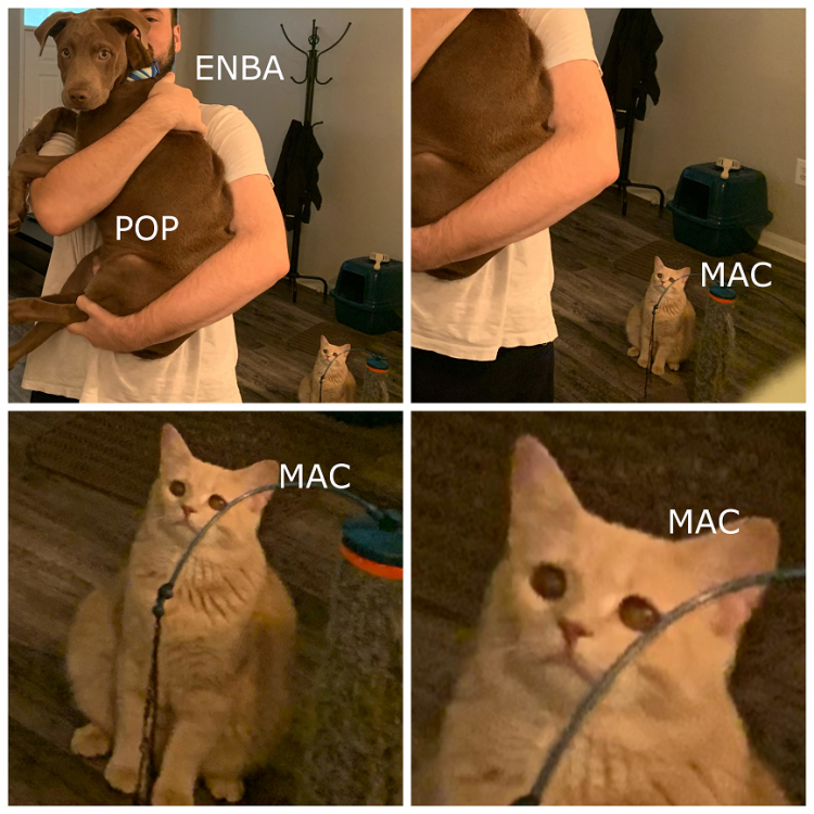 MAC_END_cat_meme_25.png